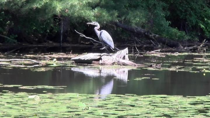 Thumbnail image for The Kathaleen Show - 'Nature & Doves'